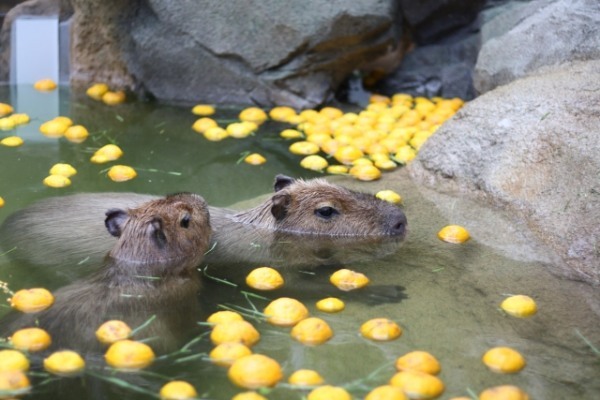 カピバラはペットとして飼育できる？飼い方や購入方法、寿命についてもまとめて解説！