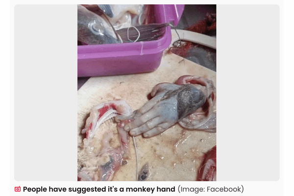 【閲覧注意】巨大ナマズの腹から“人間の手”？ 釣り人が遭遇した戦慄のミステリーの画像2