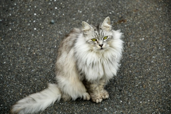 TNR活動とは？猫の保護活動について考えよう！最新の保護猫数も解説