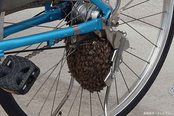 自転車のタイヤに大量のミツバチ、その光景が「地獄すぎる」と悲鳴 専門家は「放置するのが良い」