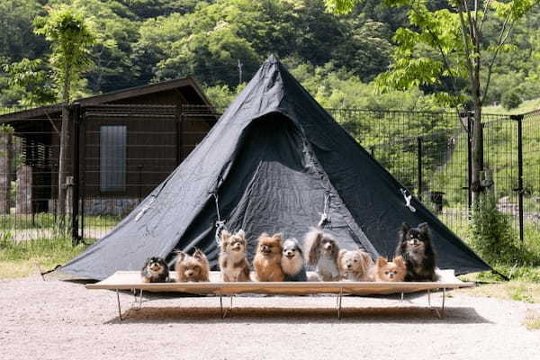 愛知県で愛犬とおでかけ！気軽に立ち寄れるカフェやペットと泊まれる宿を愛犬家目線でピックアップ