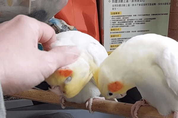 飼い主さんを巡ってオカメインコたちがバトル！？気持ちいいナデナデをどちらがしてもらうかで揉め始めたようですよ！！