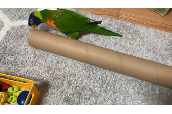 巨大な筒に興奮MAXのインコ　ゴキゲンなようすに癒やされる