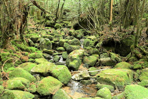 屋久島への行き方＆観光スポットまとめ｜おすすめキャンプ場もご紹介