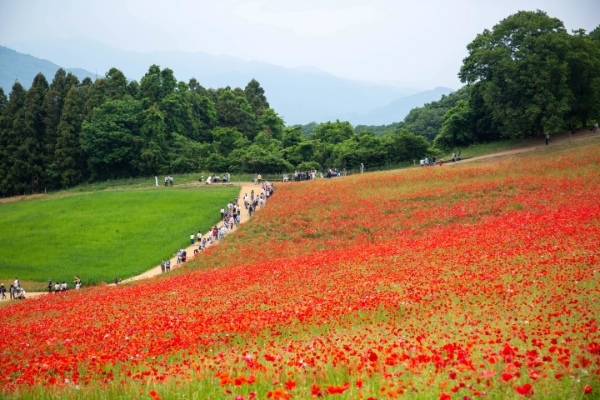 【連載】旅行好きと春を探しに出かけよう！春の時期におすすめ観光スポット4選