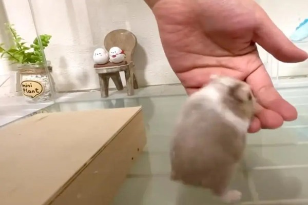 「よいしょっと」飼い主の手に一生懸命に収まるキャンベルハムスターがかわいい