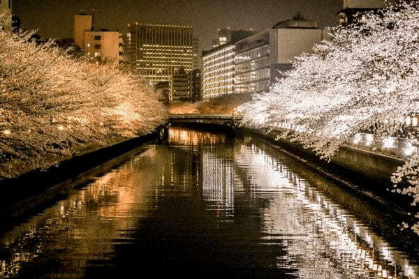 川沿いの桜を江戸風情溢れる和船で満喫「第19回 お江戸深川さくらまつり」3月18日から開催