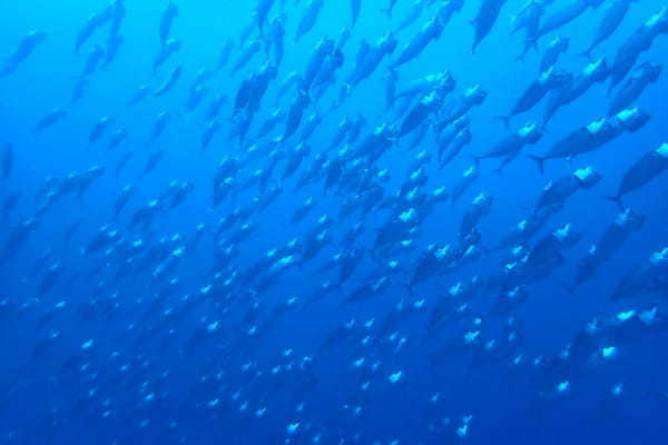 口を大きく開きながら泳ぐ「グルクマ」ってどんな魚?