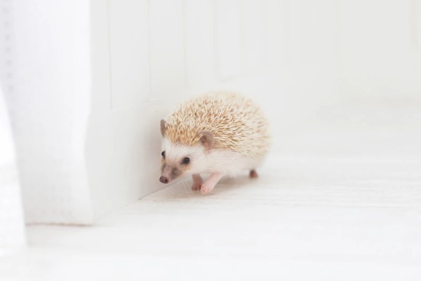 ハリネズミを飼いたい！ペットにおすすめの種類や飼い方、寿命についても解説！