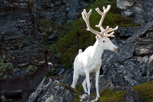 スウェーデンで目撃された“白い鹿”まるで神の使いのよう