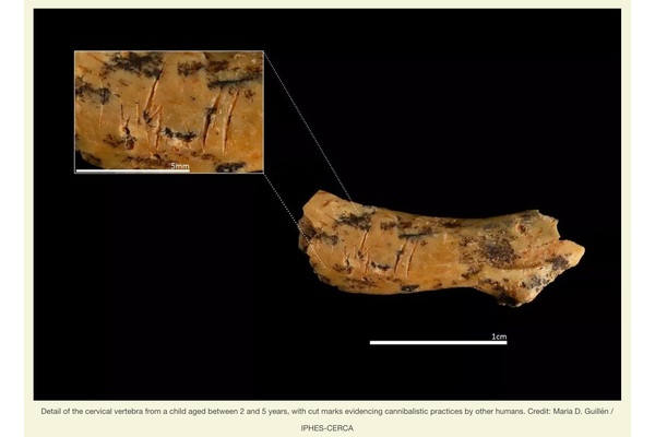 古代人類にとって子供は“食料”だった… 首を切断された骨が明かす、初期人類の壮絶なカニバリズムの画像2