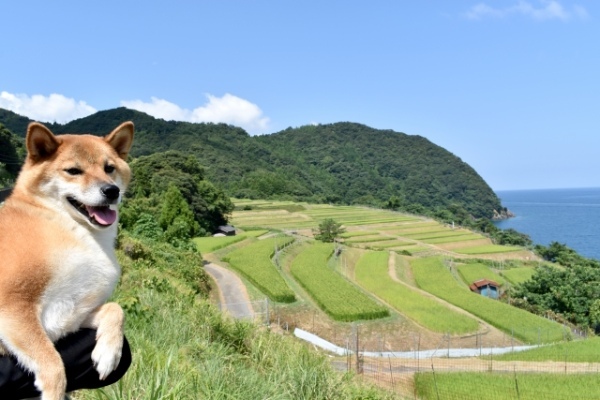 熊本版「東京ドームのサイズがよく分からない」リクエスト特集