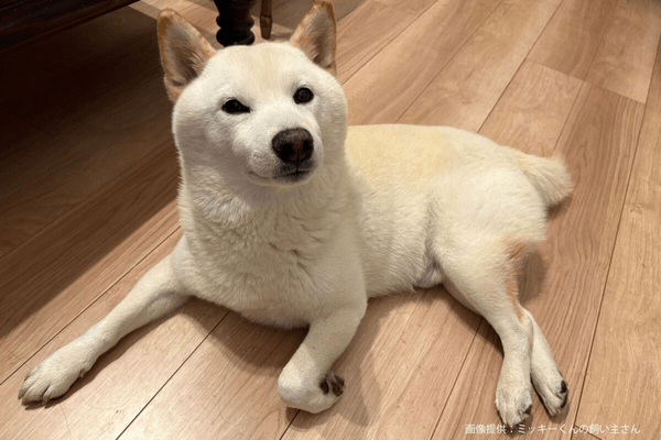 柴犬のミッキーくん