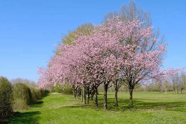 【全国】桜がきれいなキャンプ場特集。この時期ならではのお花見キャンプは格別！