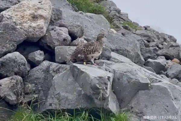 登山中に出会った絶滅危惧種の「ライチョウ」　カメラの前でとった行動に衝撃走る…