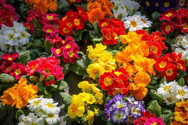 冬や春に咲く「プリムラ」の花言葉は?その特徴や名前の由来は?