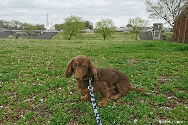 しっぽに毛が無い保護犬、譲渡から1年の変貌に目を疑う　「ここまで変わる？」と驚きの声も…