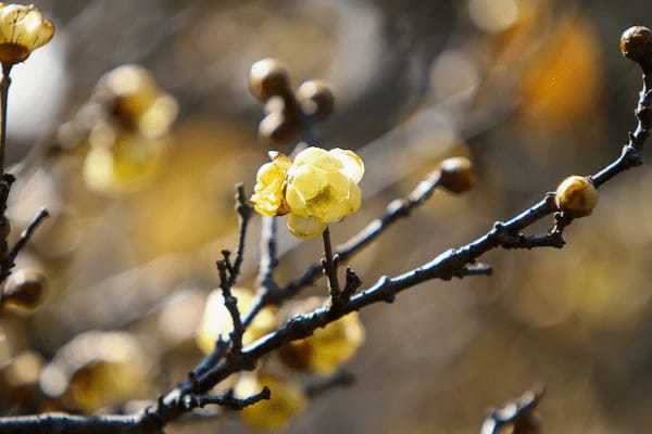 蝋梅(ロウバイ)の名前は蝋細工のような梅だから?その花言葉は?