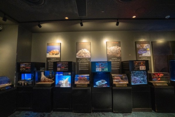 【連載】沖縄の水族館「美ら海水族館」「かりゆし水族館」どちらがおすすめ？