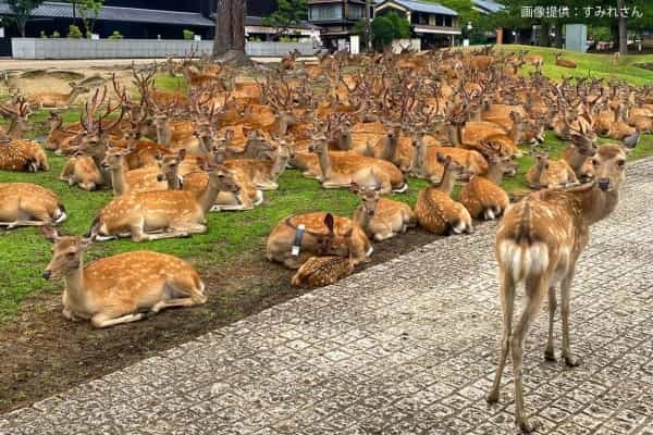 友人からの写真、背景を見てゾッとした…　奈良県の日常が「どう見ても合成」と話題