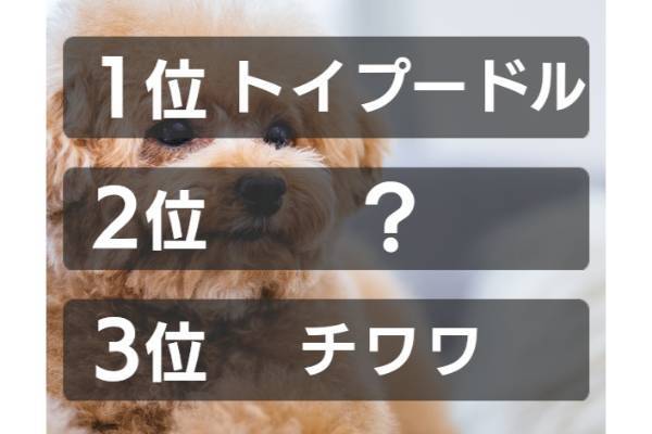 2022年の人気犬種2位は？（ブリーダーナビ調べ）【ランキング vol.238】