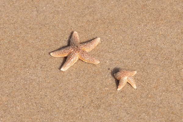 【読めたらスゴイ！】「海星」とは一体何のこと！？形が独特な海の生き物のことですが・・この漢字を読めますか？