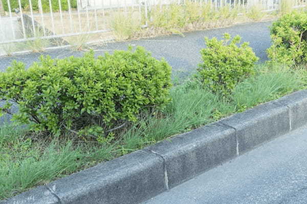 「これがあるから道が狭い」雑草茂りゴミ溢れる道路脇の植え込み…税金で管理される“道路植栽”いる?いらない?