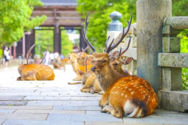 奈良県で愛犬とおでかけ！気軽に立ち寄れるカフェやペットと泊まれる宿を愛犬家目線でピックアップ