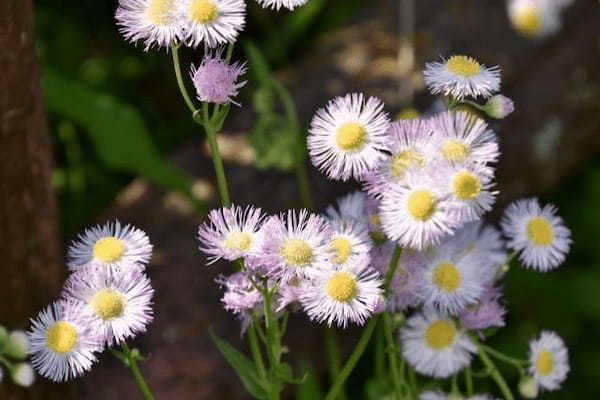 「ハルジオン」に花言葉は無い？「貧乏草」とも呼ばれる扱いが不遇な花