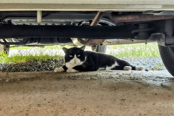 猫がクルマに入り込む理由は「寒さ」より「子猫」。JAFが対応したトラブル件数は343件(2023年6月データ)