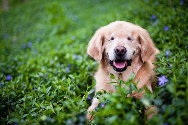 生まれつき目がない犬がセラピードッグとして活躍する姿に勇気がでる