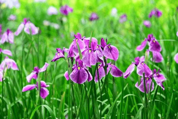 「あやめ」と「しょうぶ」に「かきつばた」、そっくりな花たちの見分け方をご紹介!