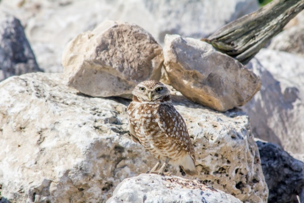 「アナホリフクロウ」とはどんな鳥?その名前の通り、穴を掘るの?