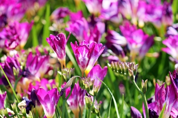「フリージア」の色によって変わる花言葉をご紹介！似ている花が多いので別名もたくさん！