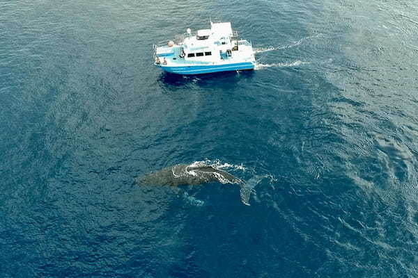 ザトウクジラの個体数は増えている?減っている? ホエールウォッチング・スイムの与える影響とは