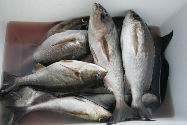 塩焼きが美味しい魚「イサギ」とは？旬の時期や食べ方、釣り方までご紹介！