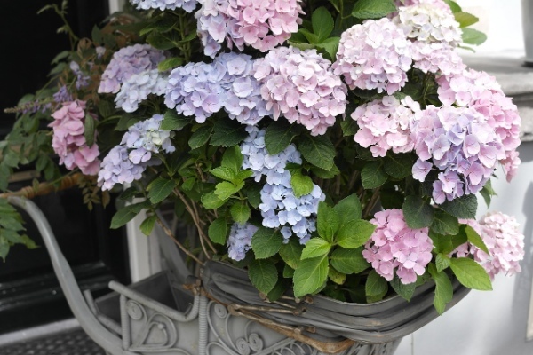 紫陽花の本来の色はピンク?!なら、なんで青や紫になることがあるの?