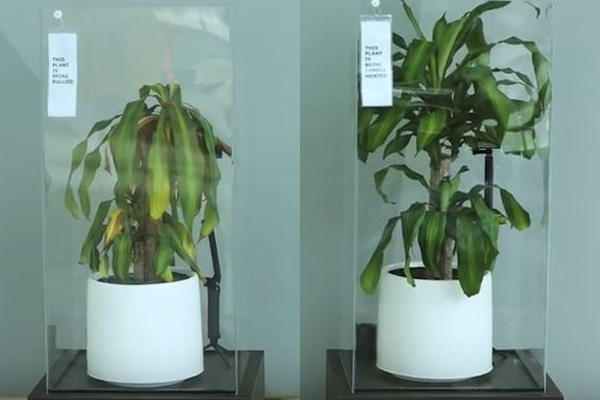 IKEAが実験！ 「いじめた植物」と「褒めた植物」で成長の差が歴然
