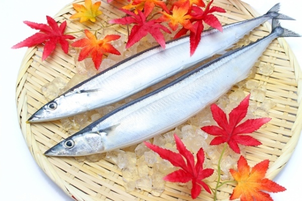 鯉がなんでも食べるのは胃が無いから！？無胃魚と呼ばれる魚たちを紹介