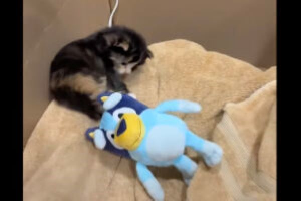 その場でパタパタ手足を動かす猫の赤ちゃん。後ろに転んじゃちゃって飼い主さんもビックリ！【アメリカ・動画】