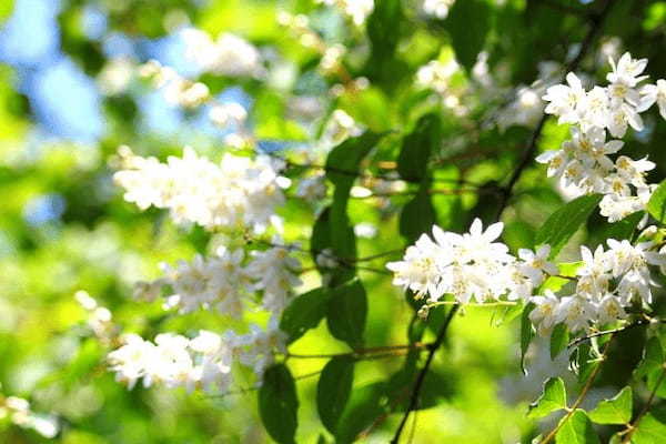 旧暦で4月を意味する「卯月（うづき）」、その由来は十二支の「卯」とはまた別物なんです！！