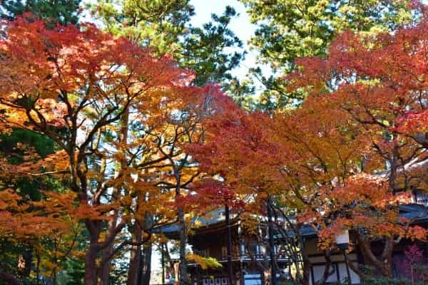 【2022年】紅葉の見頃はいつまで?穴場から定番までおすすめスポット24選