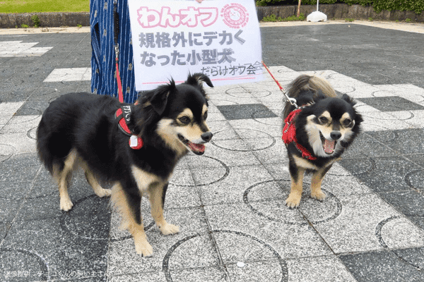 「規格外にデカくなった小型犬だらけオフ会」