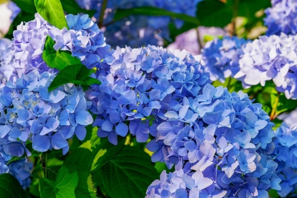 梅雨時に盛りを迎える「紫陽花」と「アナベル」の違いは何?大きな違いは原生地?