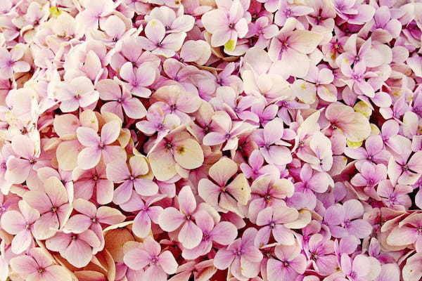 カーネーションを贈るのが定番の「母の日」。『紫陽花』をプレゼントしても大丈夫??