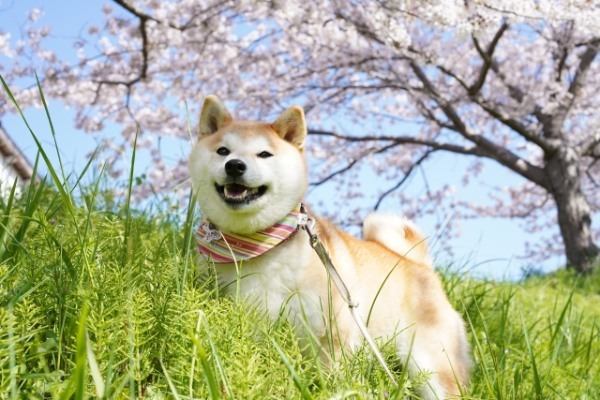 山形県で愛犬とおでかけ！気軽に立ち寄れるカフェやペットと泊まれる宿を愛犬家目線でピックアップ