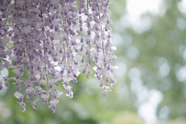 春に咲く「藤の花」の花言葉は？宙にたゆたう姿が美しい藤の花をご紹介！