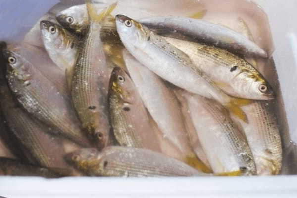 江戸前寿司の高級魚「シンコ」ってどんな魚?