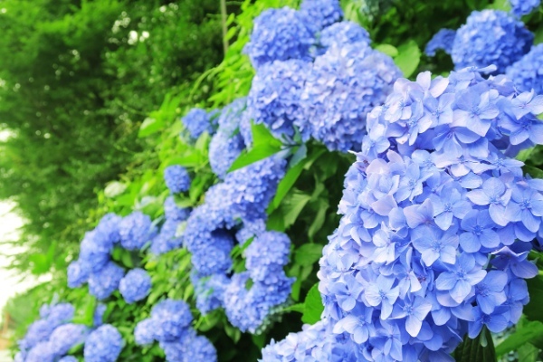 【読めたらスゴイ!】「紫陽花」ってどんな花?これから見頃を迎えるお花です!この漢字、あなたは読めますか?