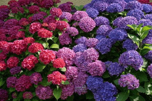 白い紫陽花「アナベル」の色の変化は他の紫陽花とは理由が異なる!しかも他にも違いがあるようで・・?
